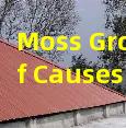 Moss Growth Roof Causes Removal Methods and Preventive Treatment Plans